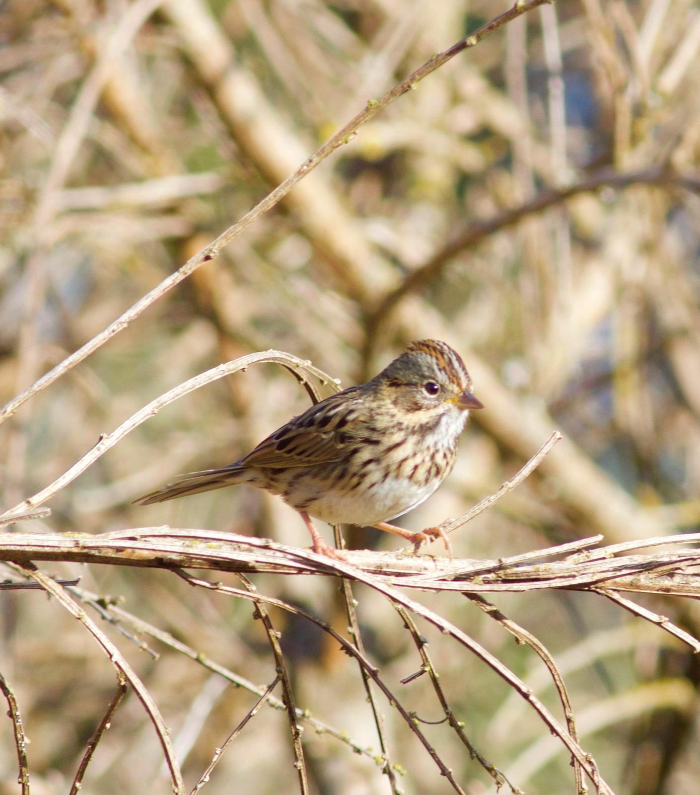 Lincoln's Sparrow Photo by Kathryn Keith