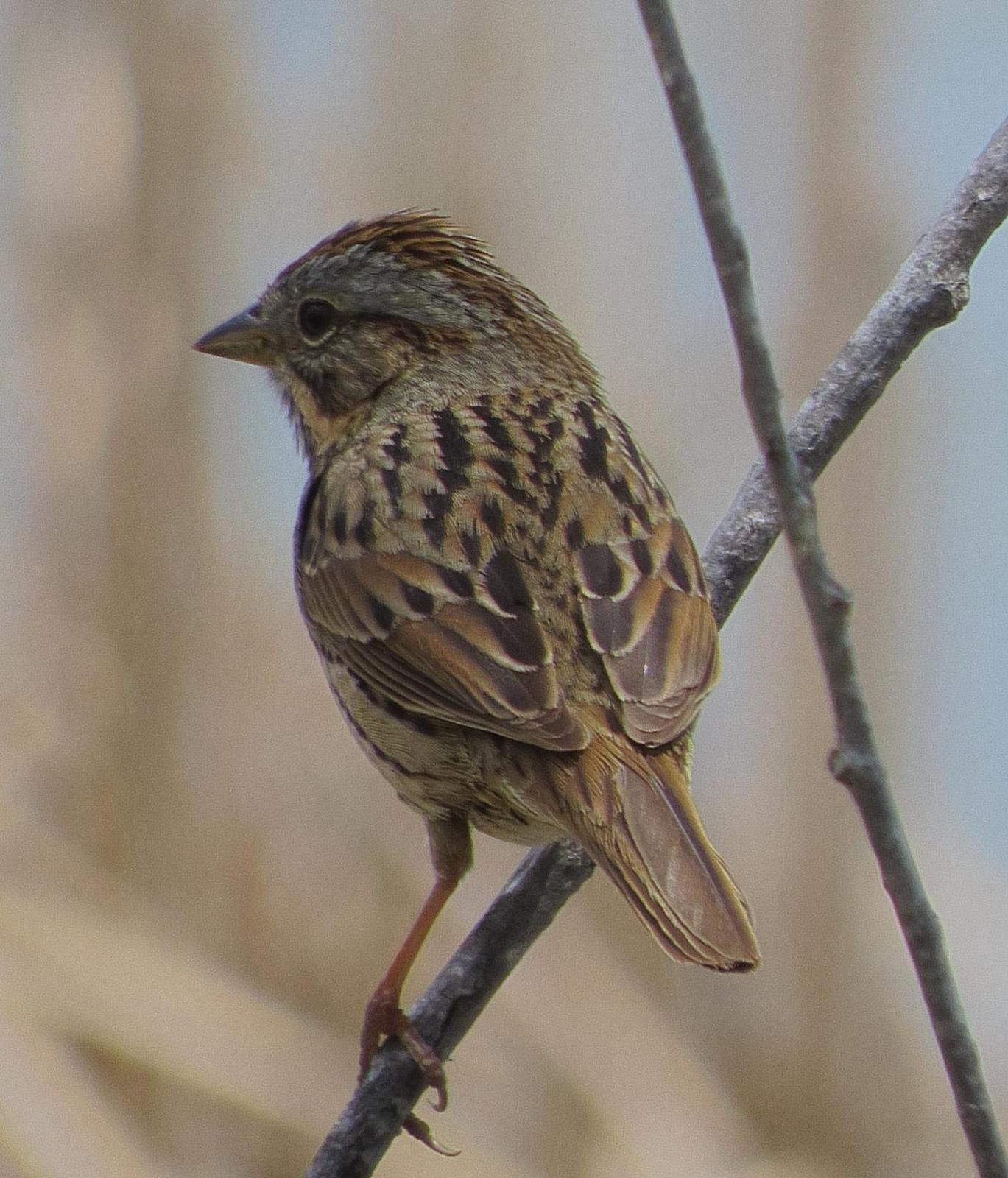 Lincoln's Sparrow Photo by Kent Jensen