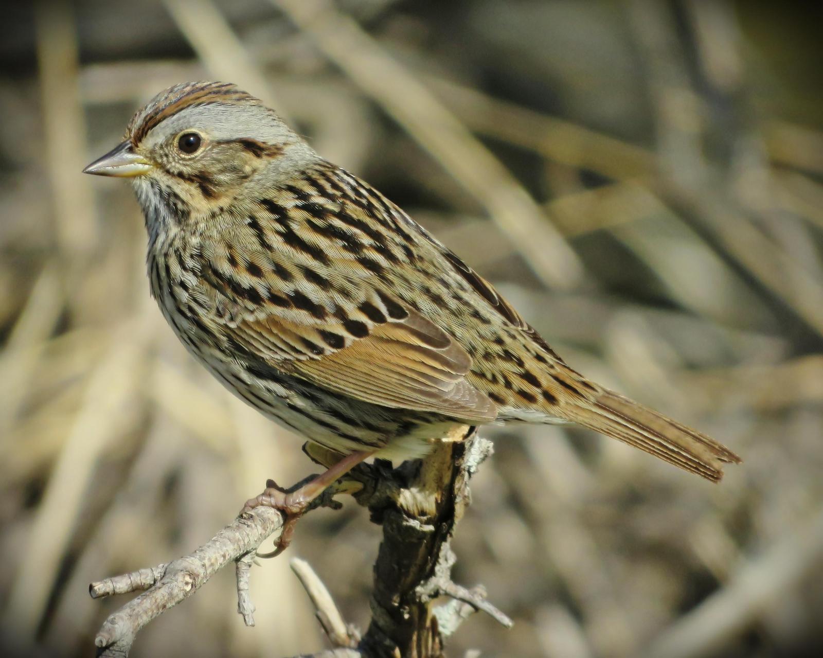 Lincoln's Sparrow Photo by Bob Neugebauer