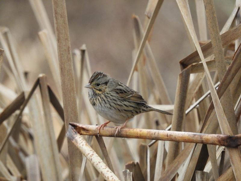 Lincoln's Sparrow Photo by Jeff Harding