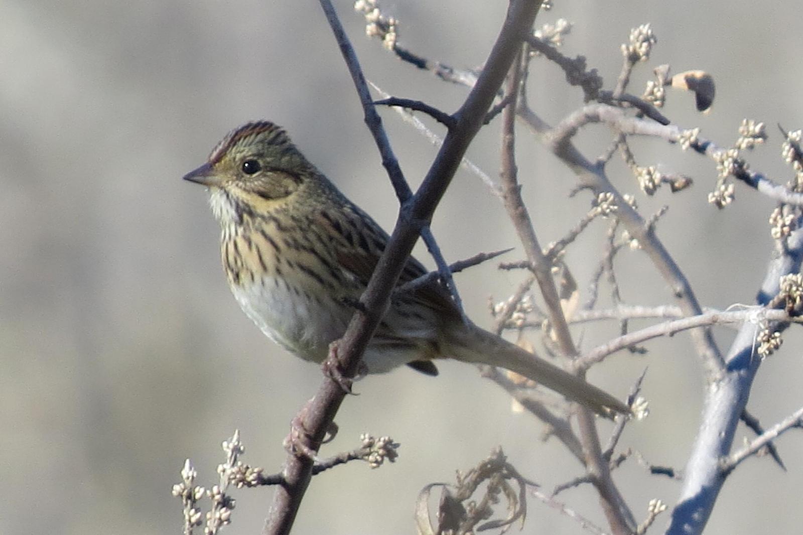 Lincoln's Sparrow Photo by Enid Bachman