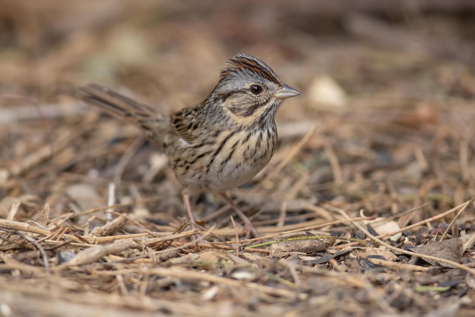 Lincoln's Sparrow Photo by Tom Ford-Hutchinson