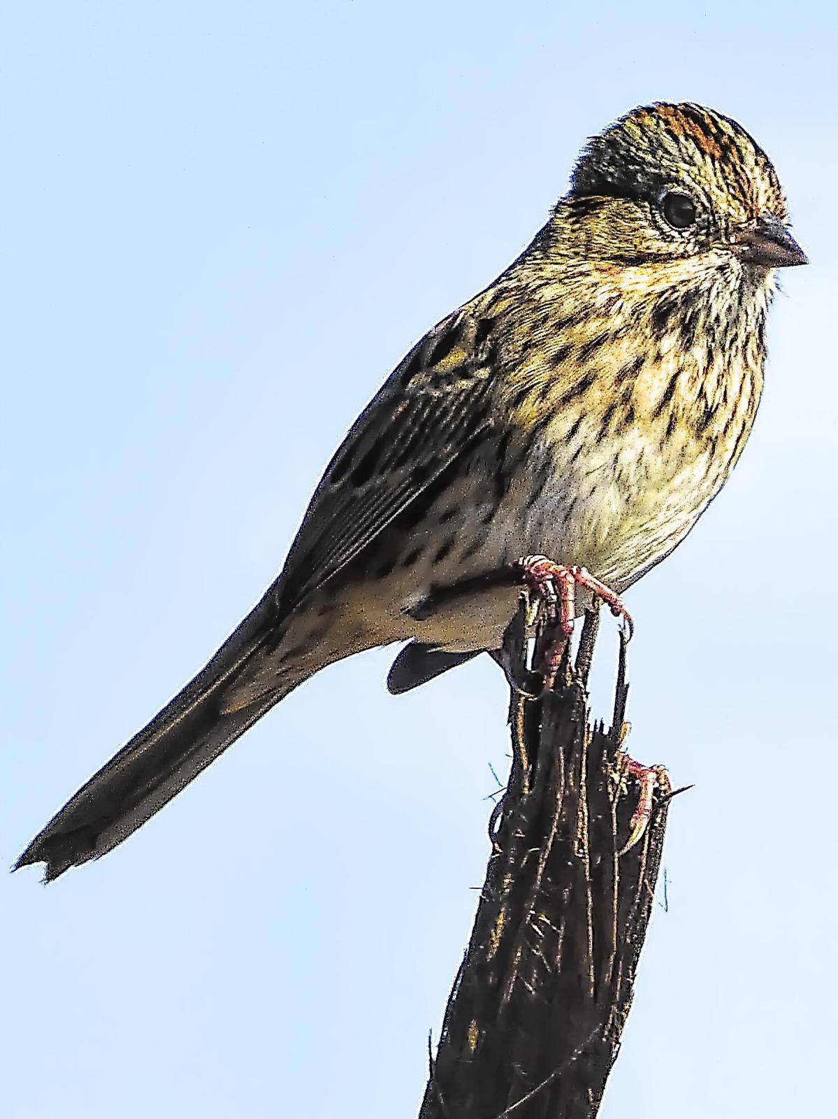 Lincoln's Sparrow Photo by Dan Tallman