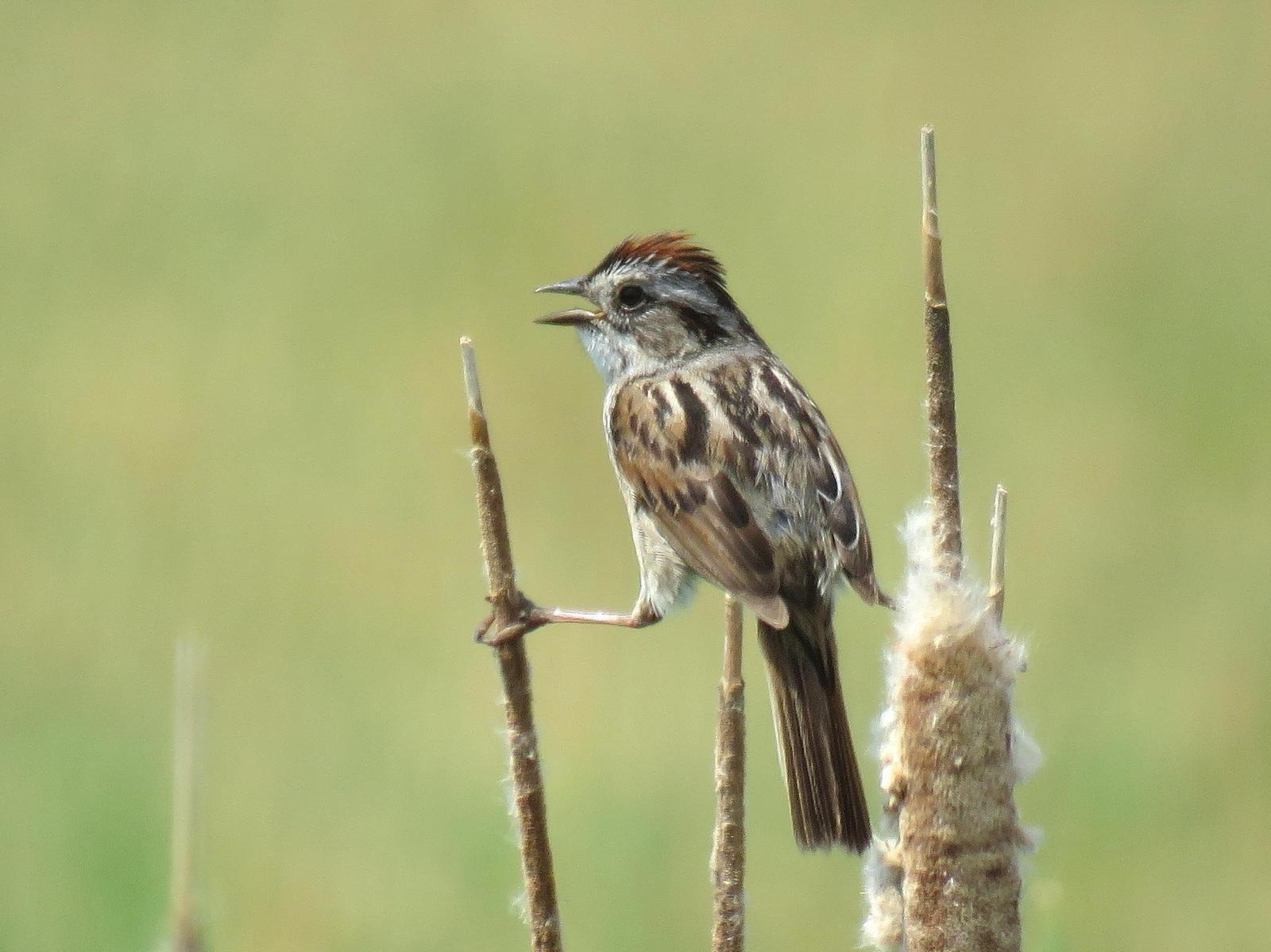 Swamp Sparrow Photo by Kent Jensen