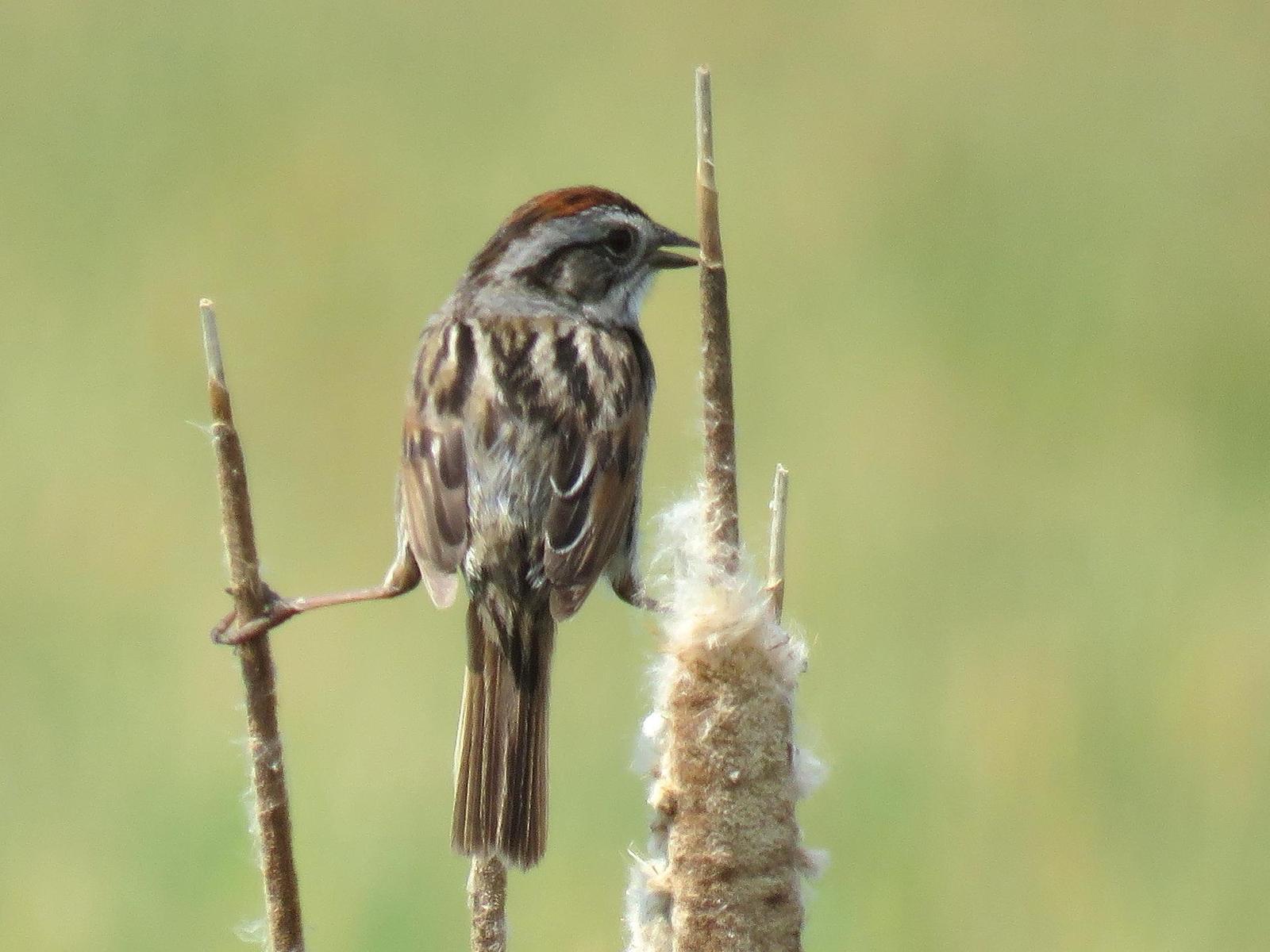Swamp Sparrow Photo by Kent Jensen