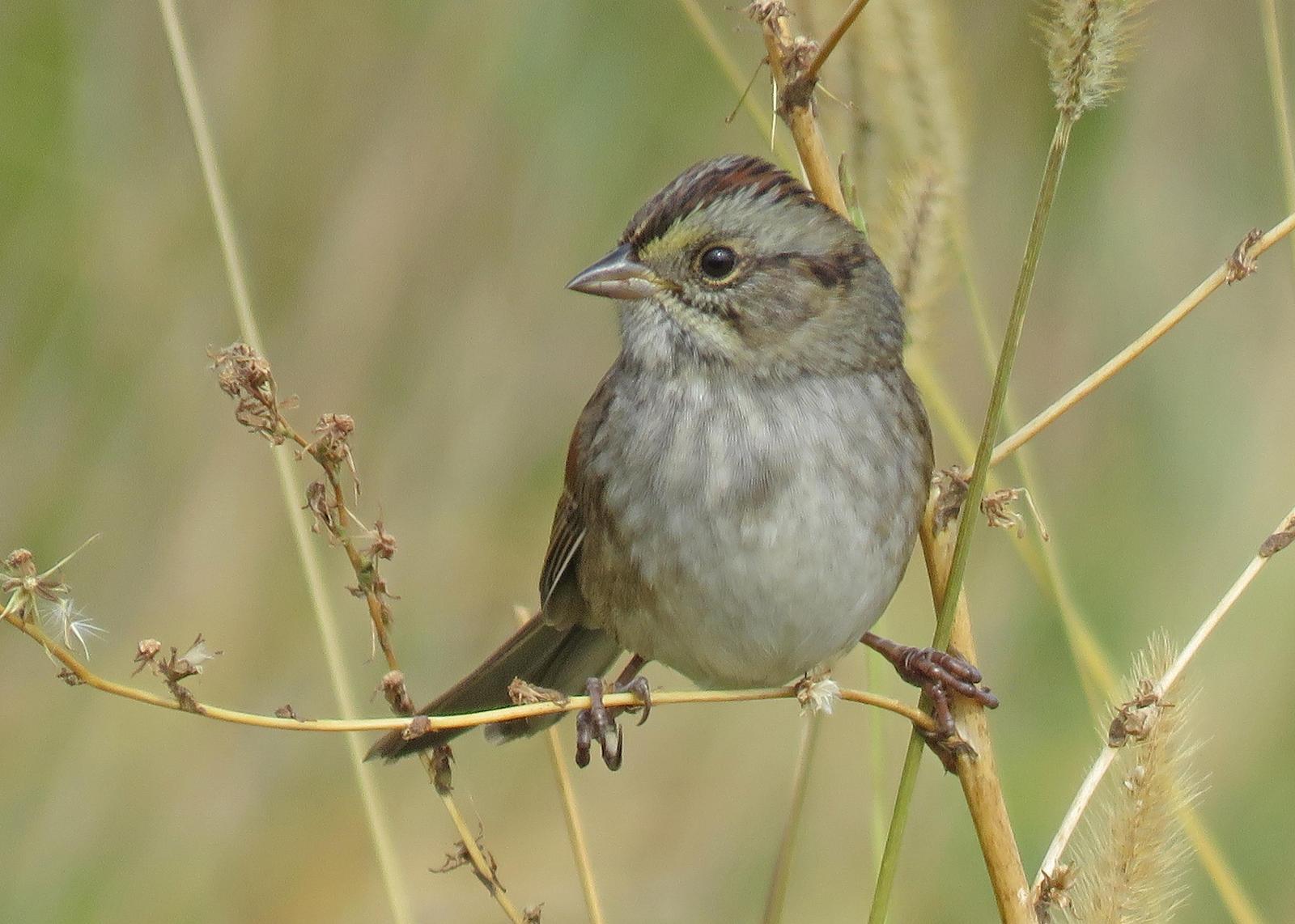Swamp Sparrow Photo by Kelly Preheim