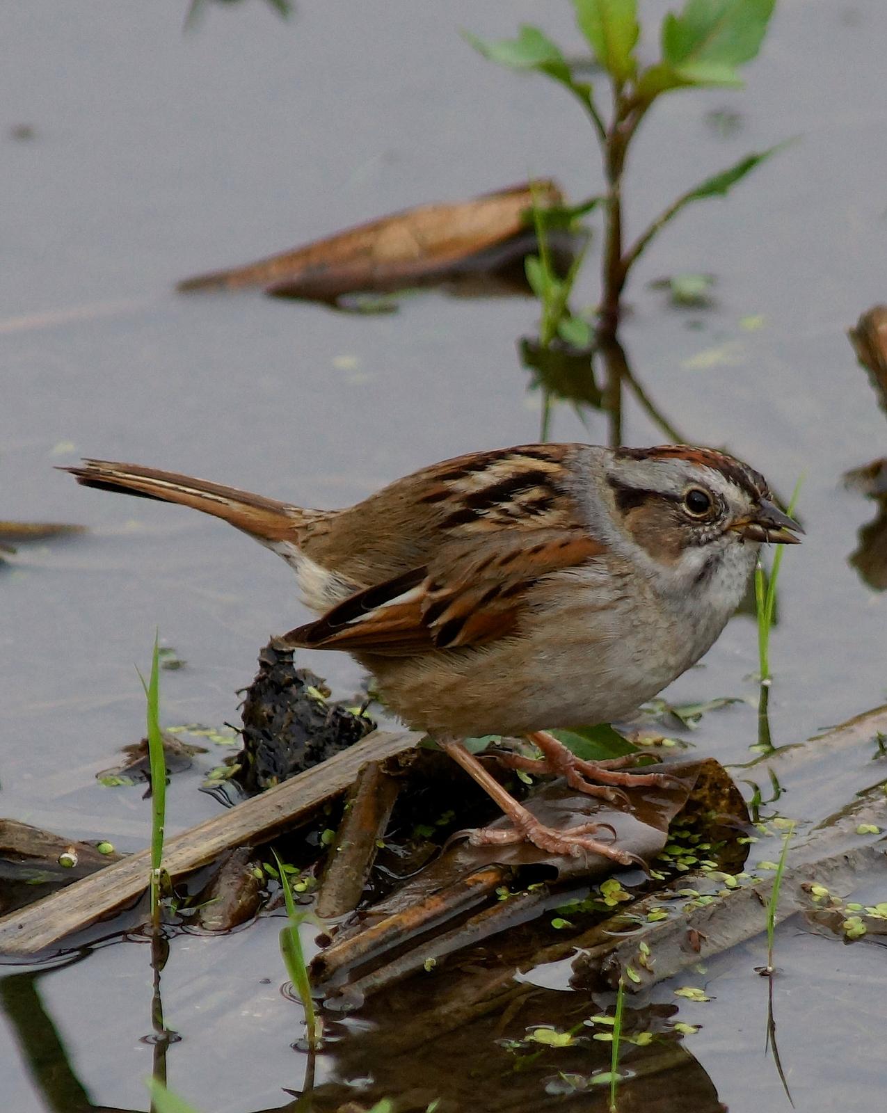 Swamp Sparrow Photo by Gerald Hoekstra