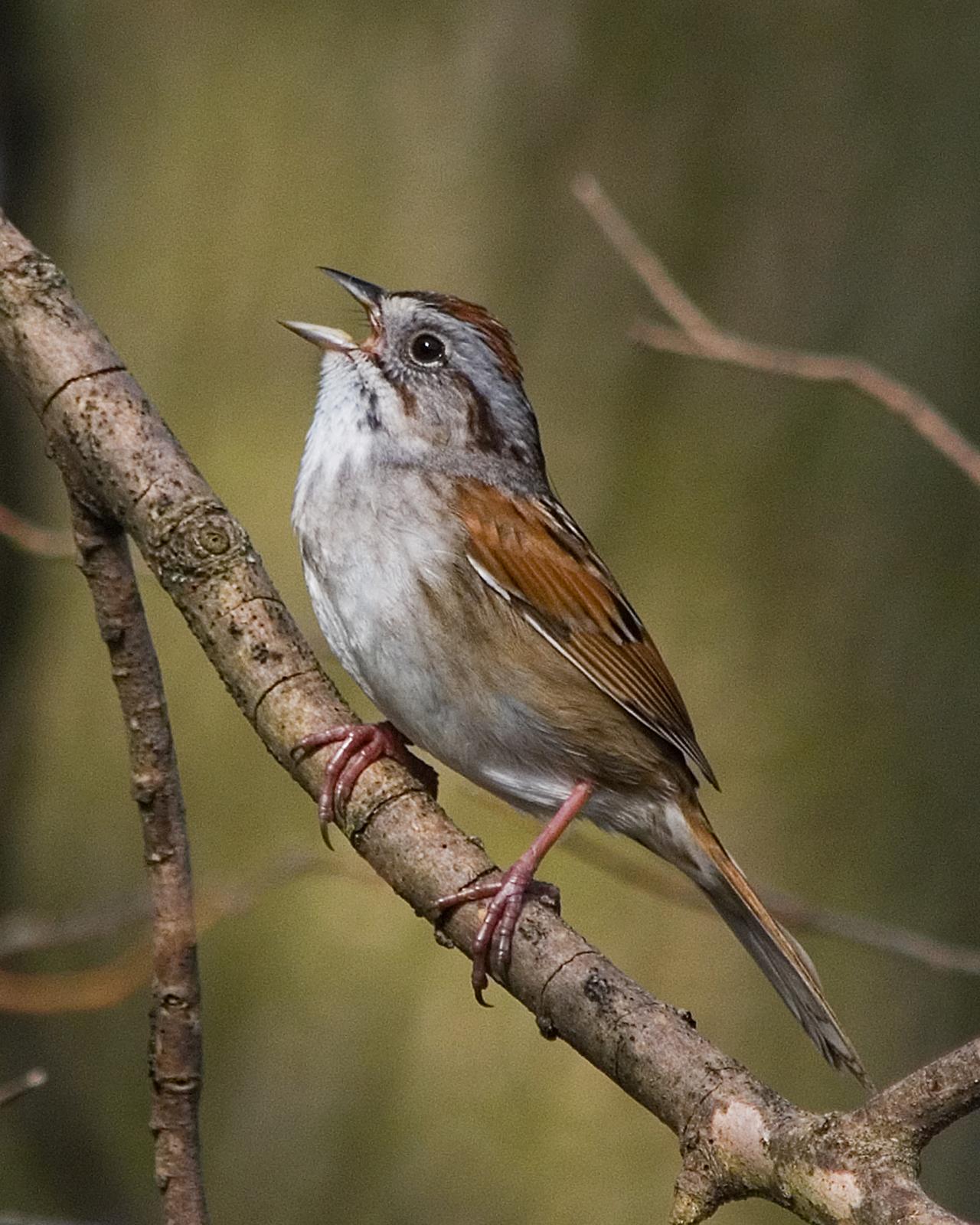 Swamp Sparrow Photo by Mark Blassage