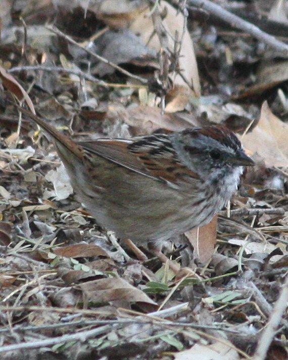 Swamp Sparrow Photo by Andrew Core