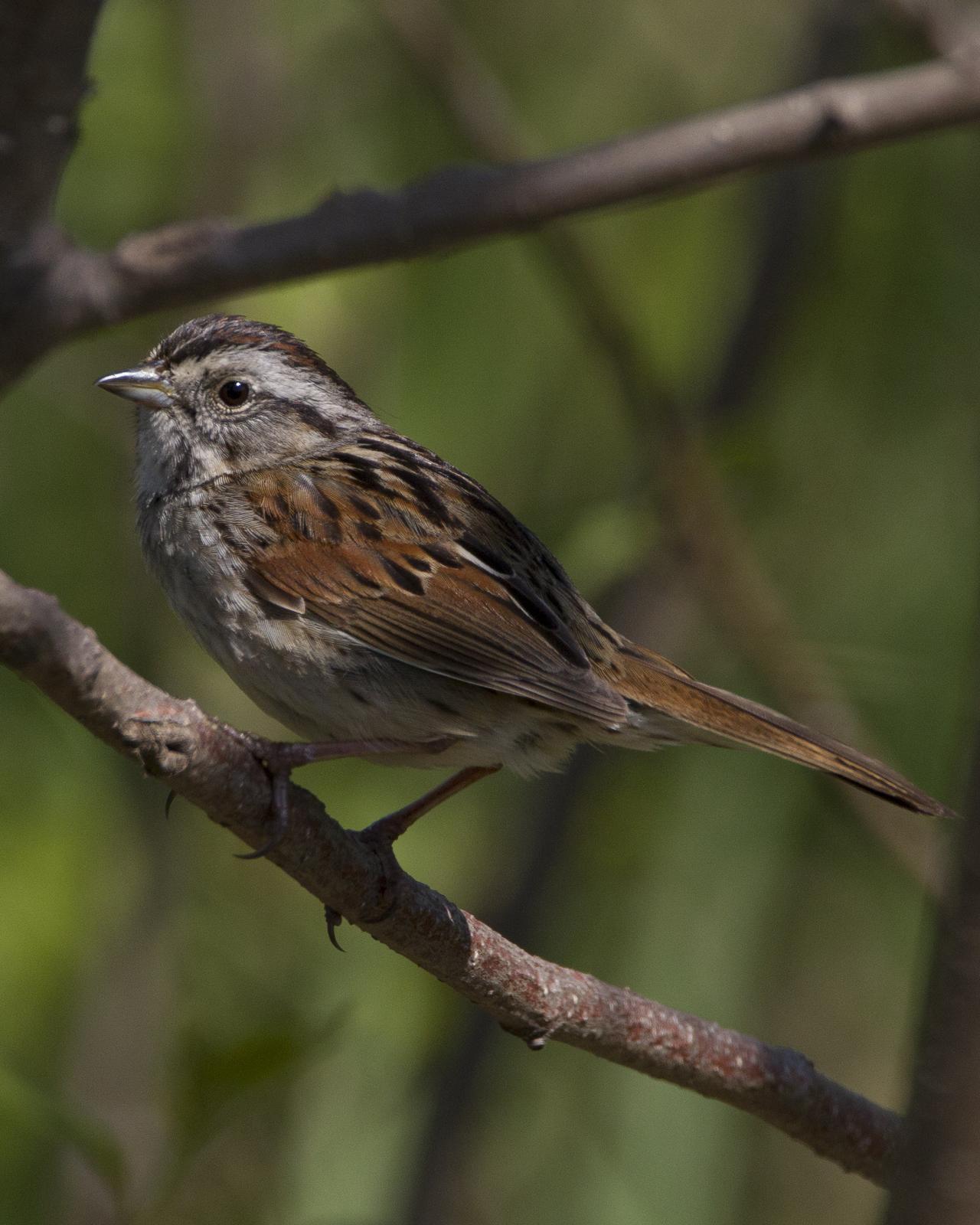 Swamp Sparrow Photo by Jeff Moore