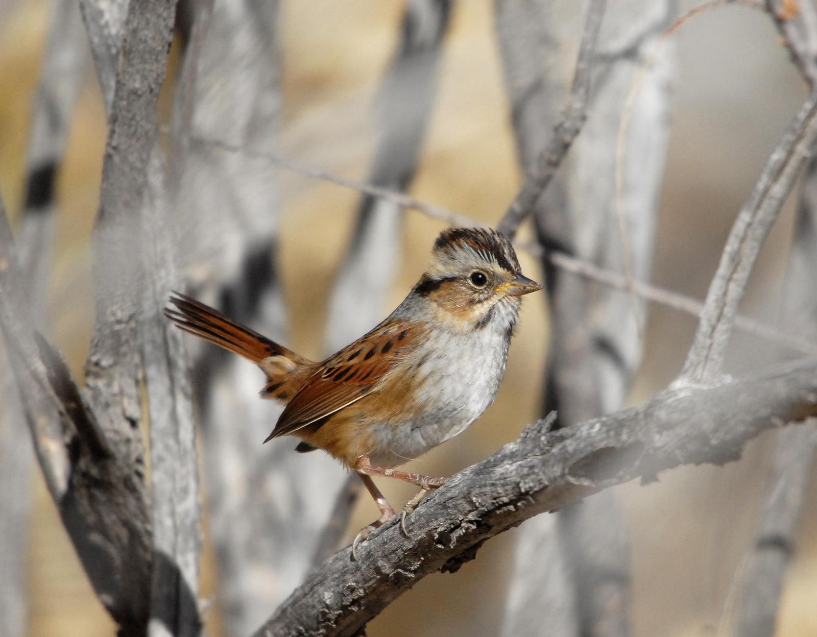 Swamp Sparrow Photo by Steven Mlodinow