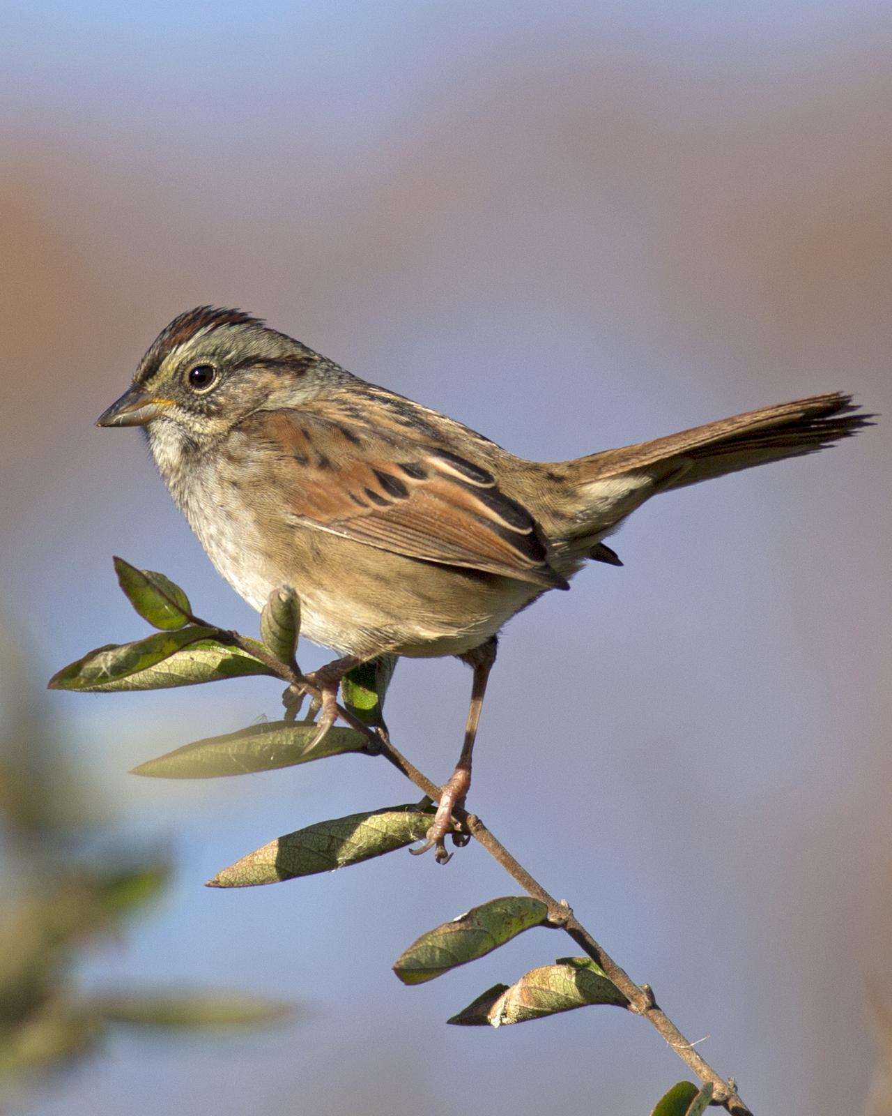 Swamp Sparrow Photo by Joshua Jones
