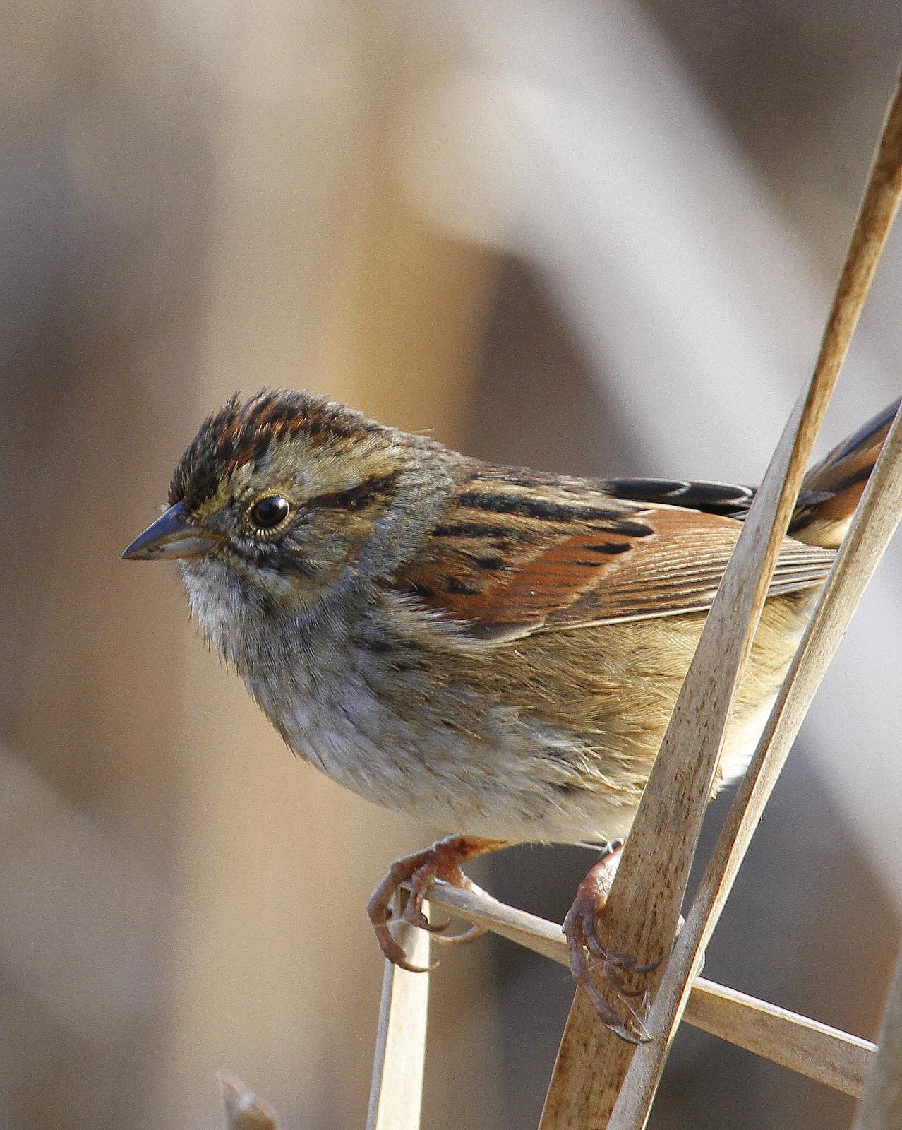 Swamp Sparrow Photo by Isaac Sanchez