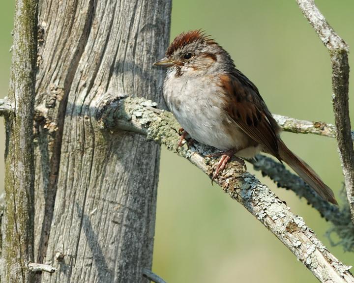 Swamp Sparrow Photo by Jean-Pierre LaBrèche