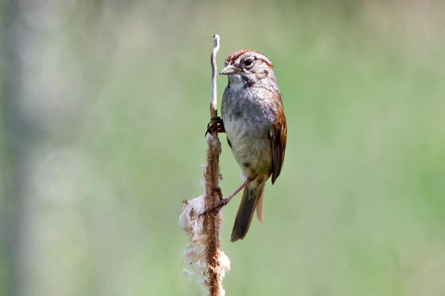 Swamp Sparrow Photo by Rob Dickerson
