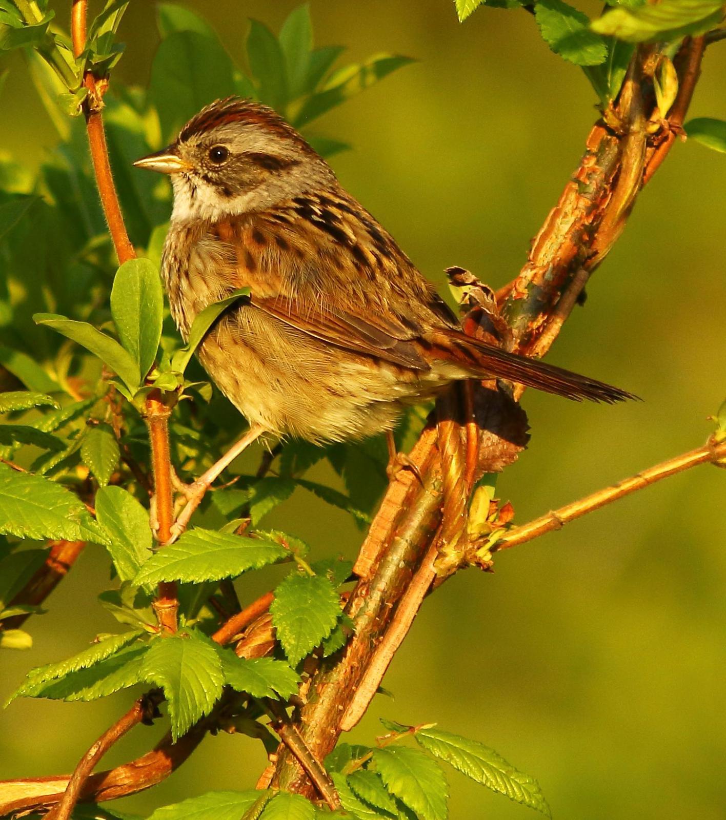 Swamp Sparrow Photo by Terry Campbell