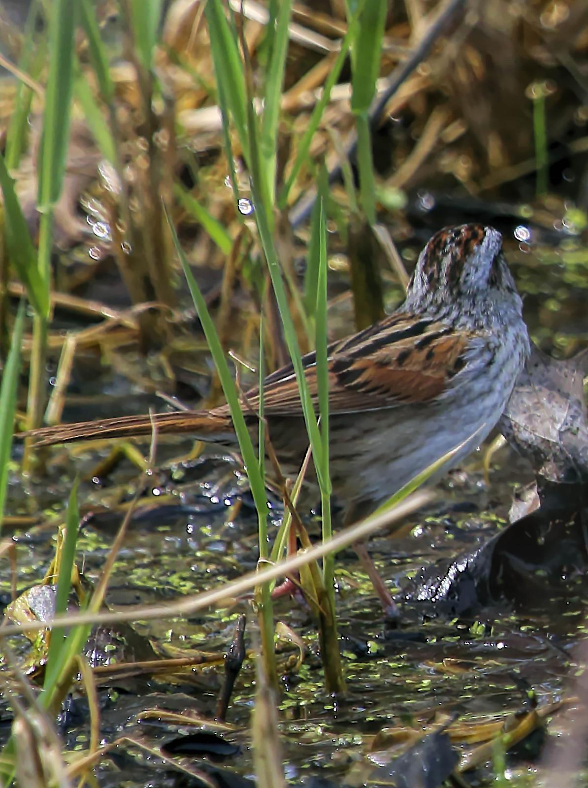 Swamp Sparrow Photo by Dan Tallman