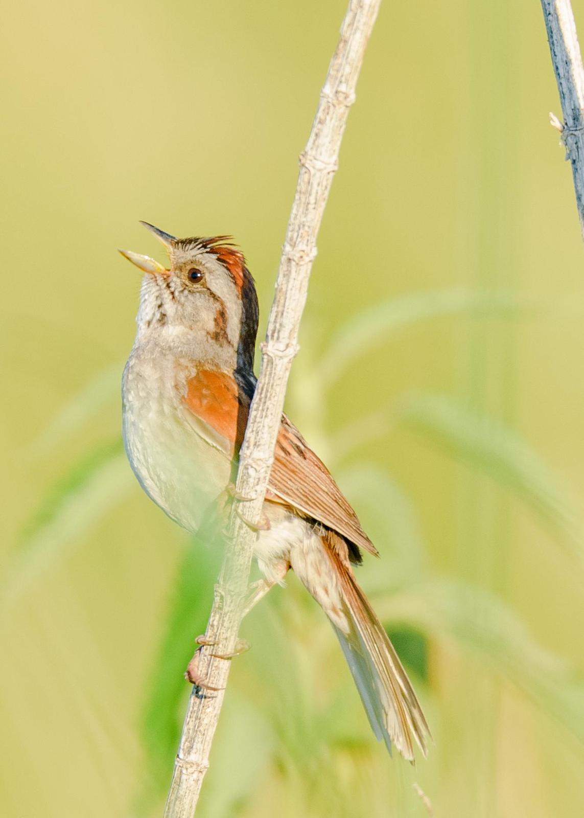 Swamp Sparrow Photo by Keshava Mysore