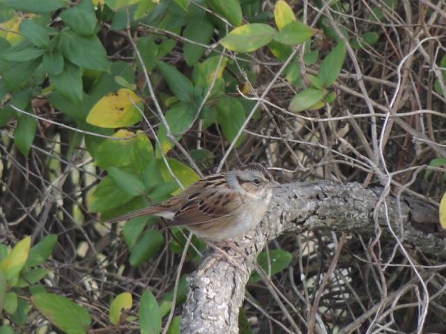 Swamp Sparrow Photo by Tony Heindel