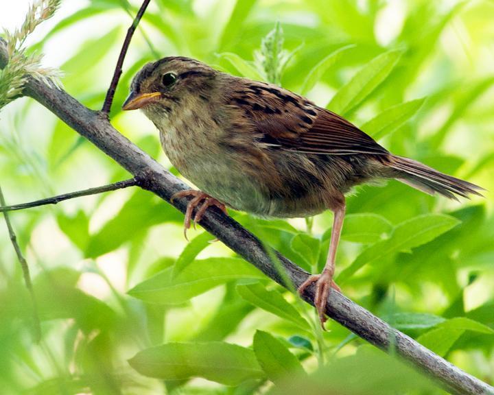Swamp Sparrow Photo by Jean-Pierre LaBrèche