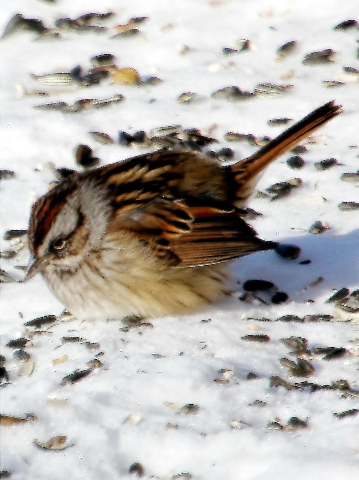 Swamp Sparrow Photo by Dan Tallman