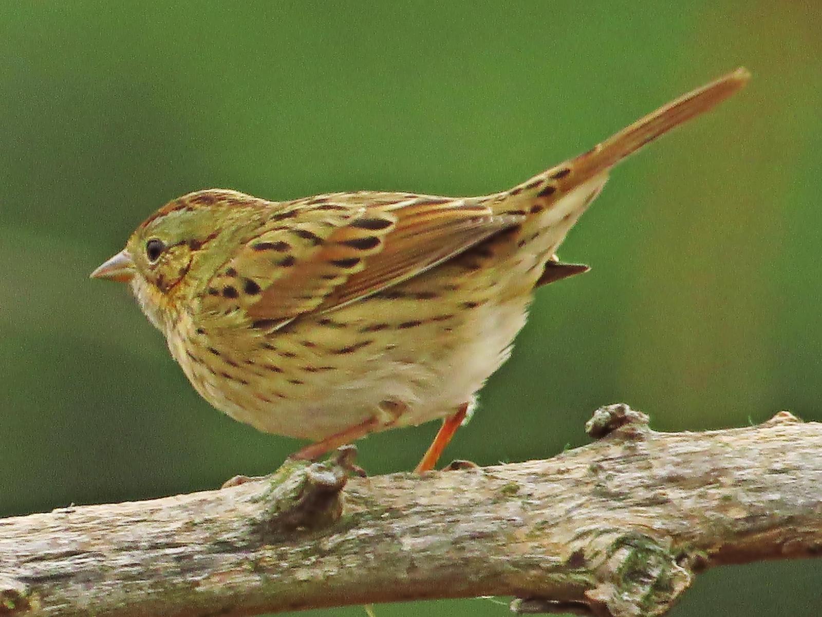 Swamp Sparrow Photo by Bob Neugebauer