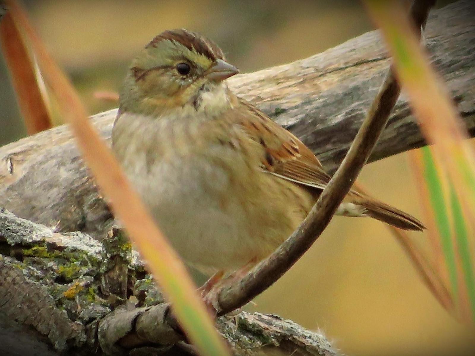 Swamp Sparrow Photo by Bob Neugebauer