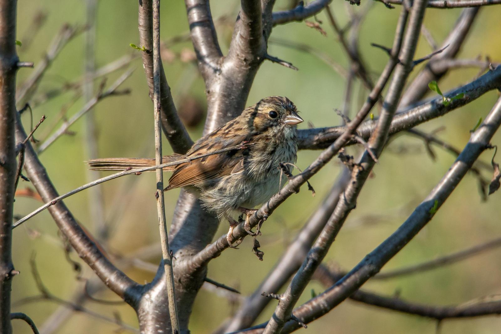 Swamp Sparrow Photo by Gerald Hoekstra