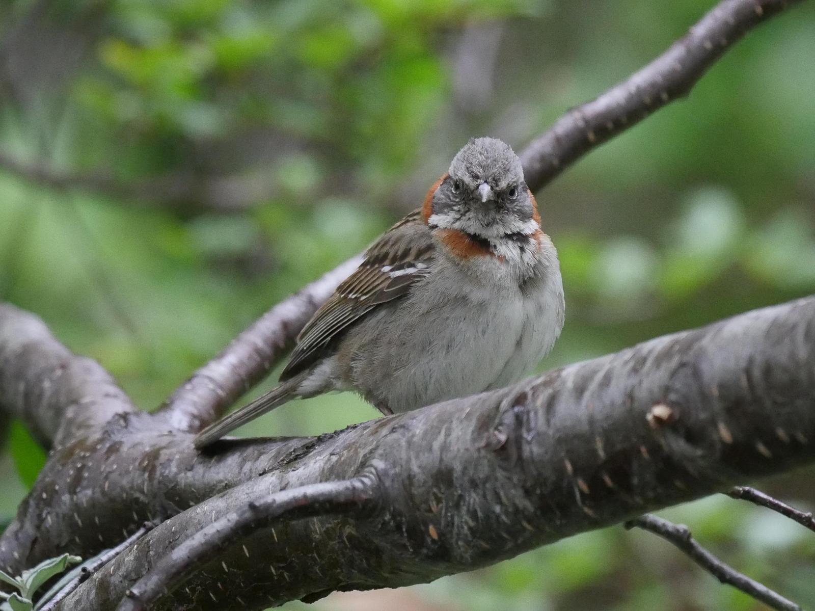 Rufous-collared Sparrow Photo by Peter Lowe