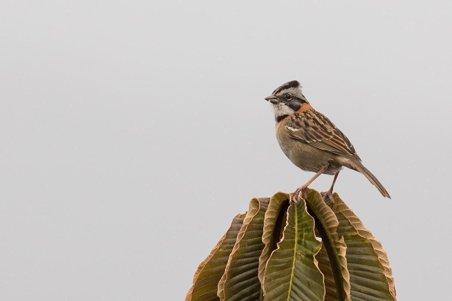Rufous-collared Sparrow Photo by Greg DuBois