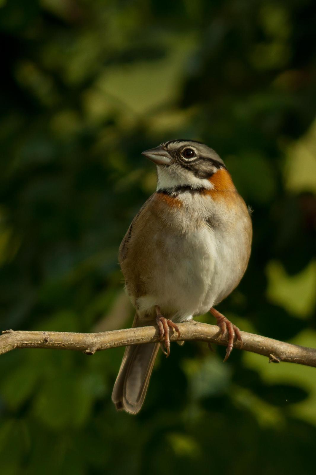 Rufous-collared Sparrow Photo by Darren Bellerby