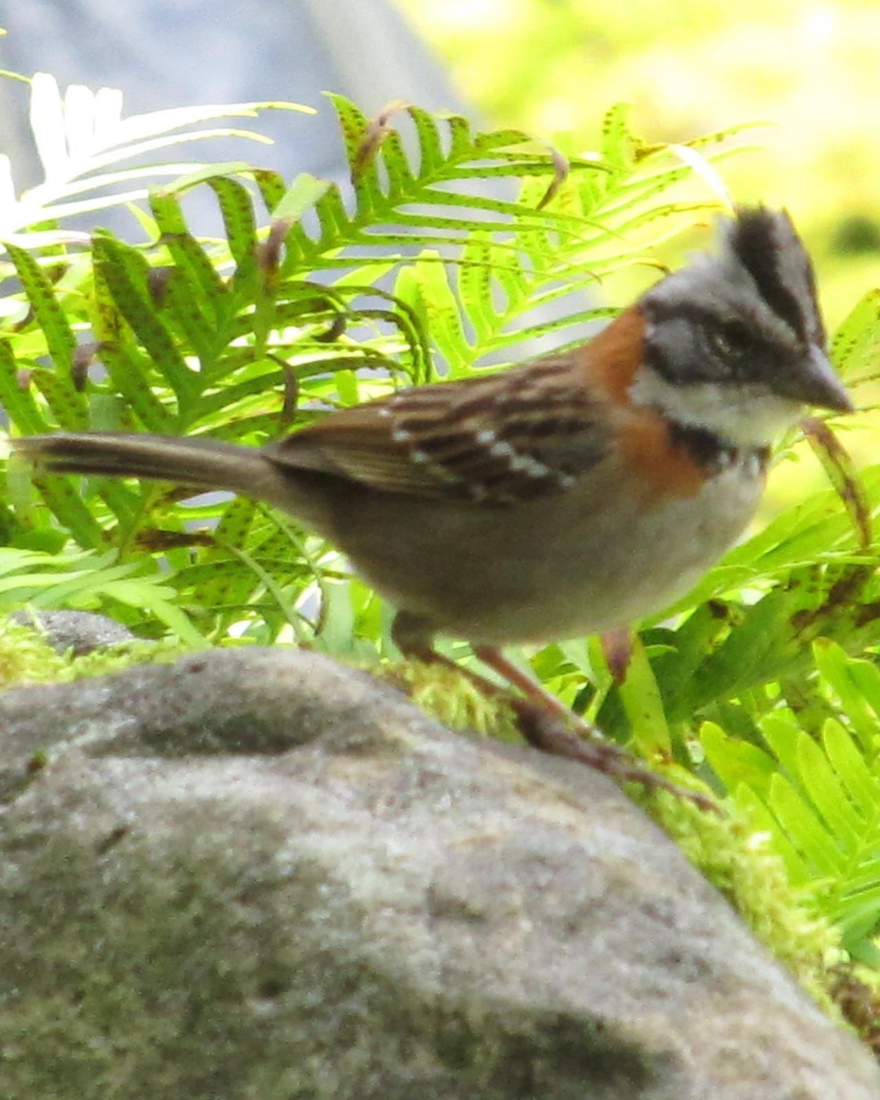 Rufous-collared Sparrow Photo by David Bell