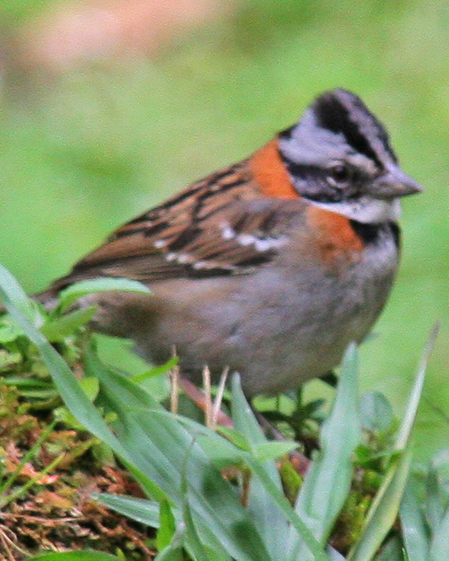 Rufous-collared Sparrow Photo by Mokie Visser
