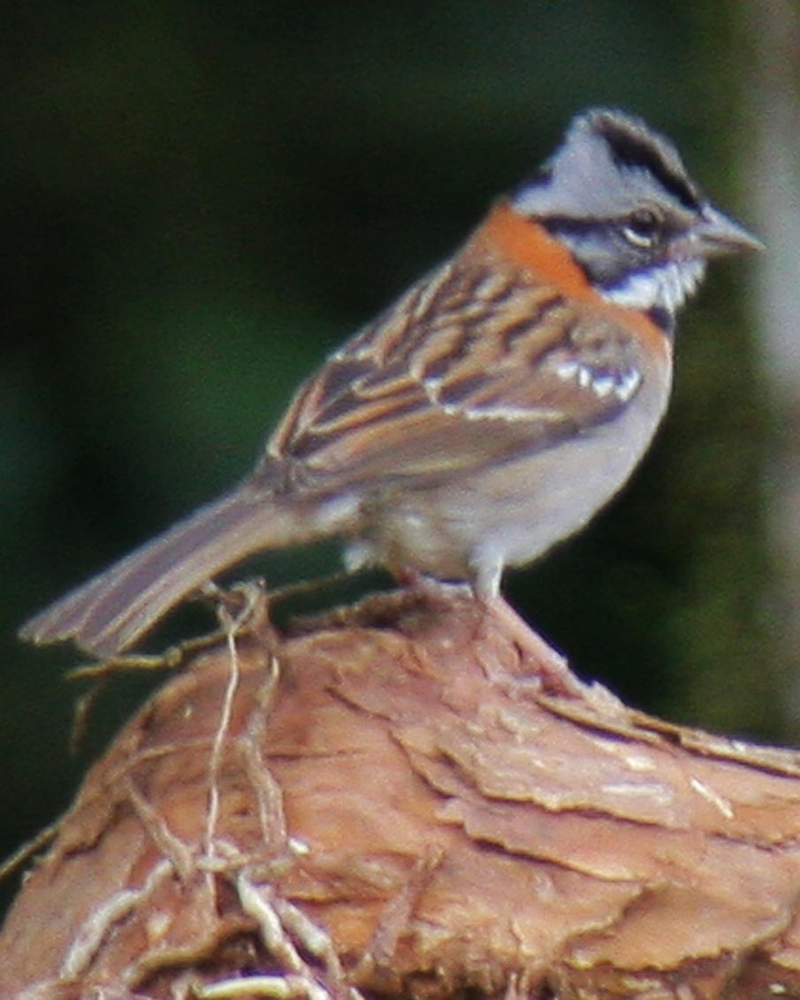 Rufous-collared Sparrow Photo by Mokie Visser