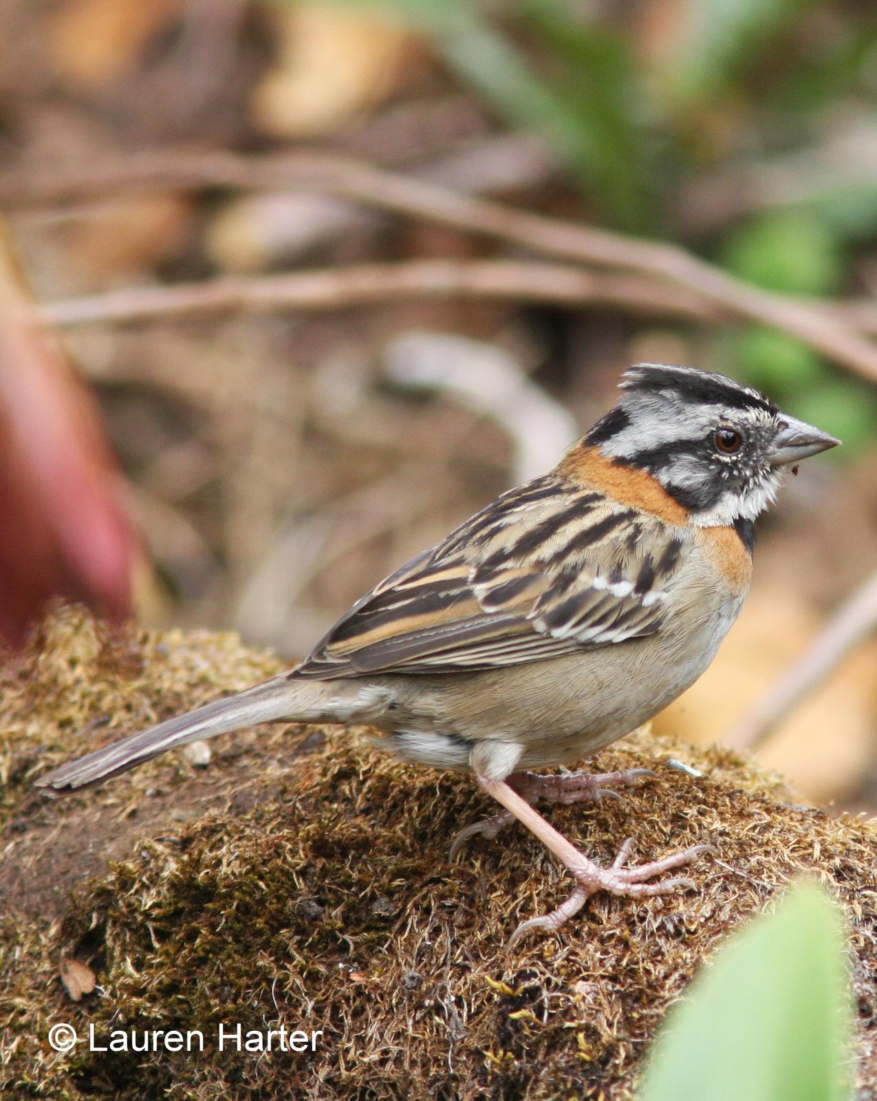 Rufous-collared Sparrow Photo by Lauren Harter
