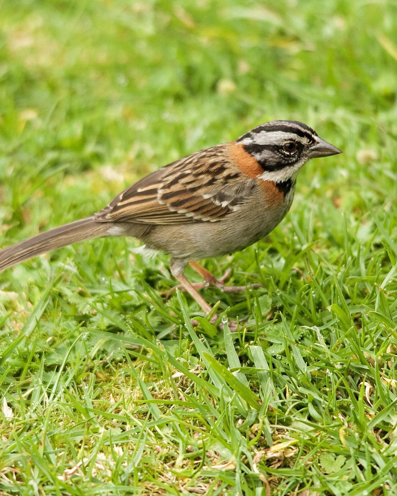 Rufous-collared Sparrow Photo by Denis Rivard
