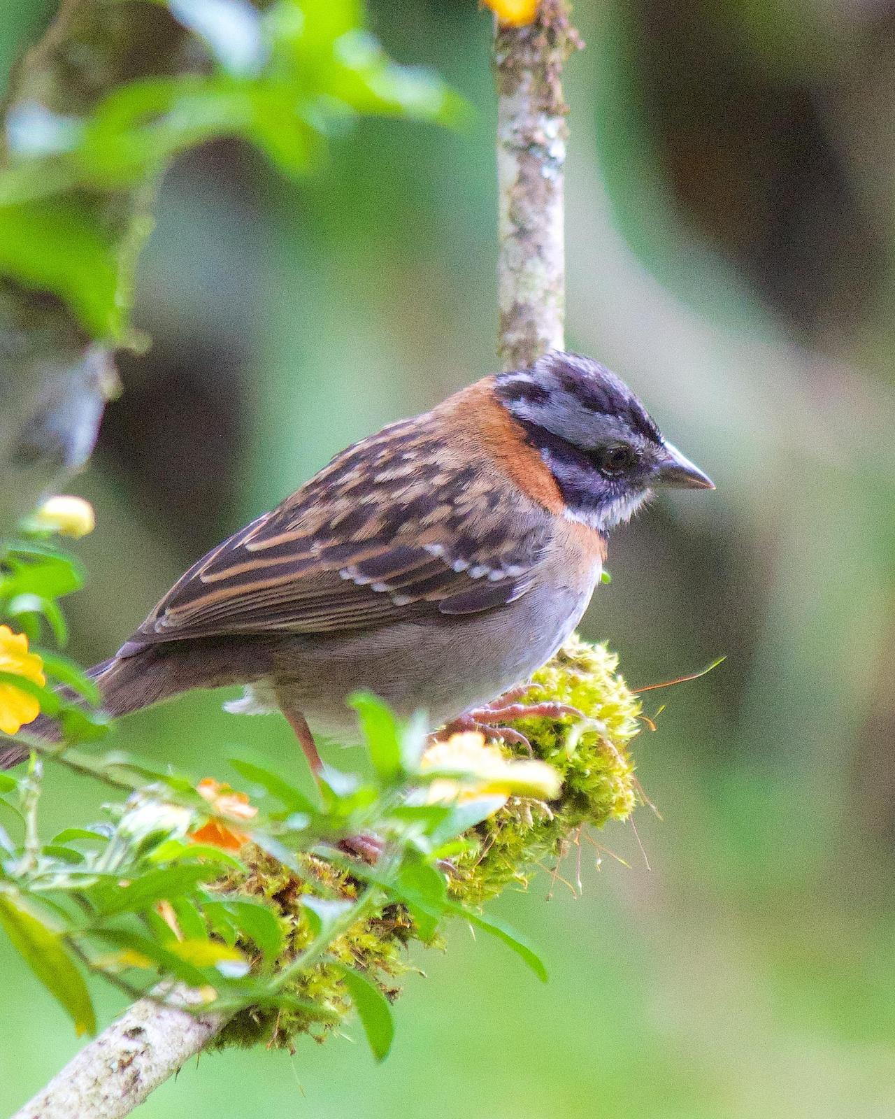 Rufous-collared Sparrow Photo by Marie-Helene Rivard