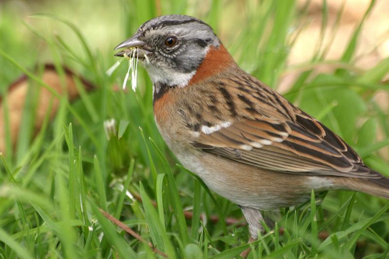 Rufous-collared Sparrow Photo by Ignacio Azocar
