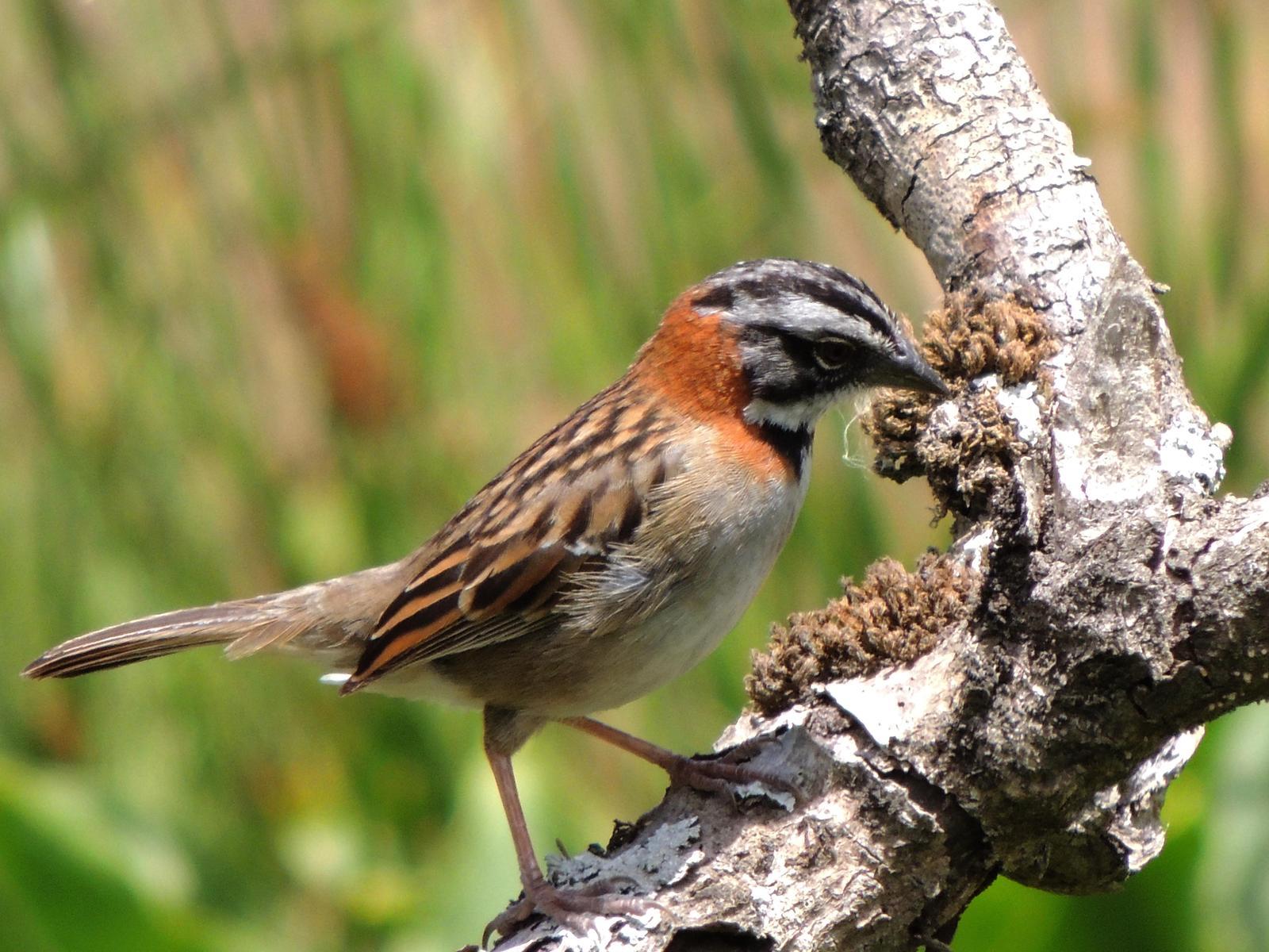 Rufous-collared Sparrow Photo by GREG THOMAS