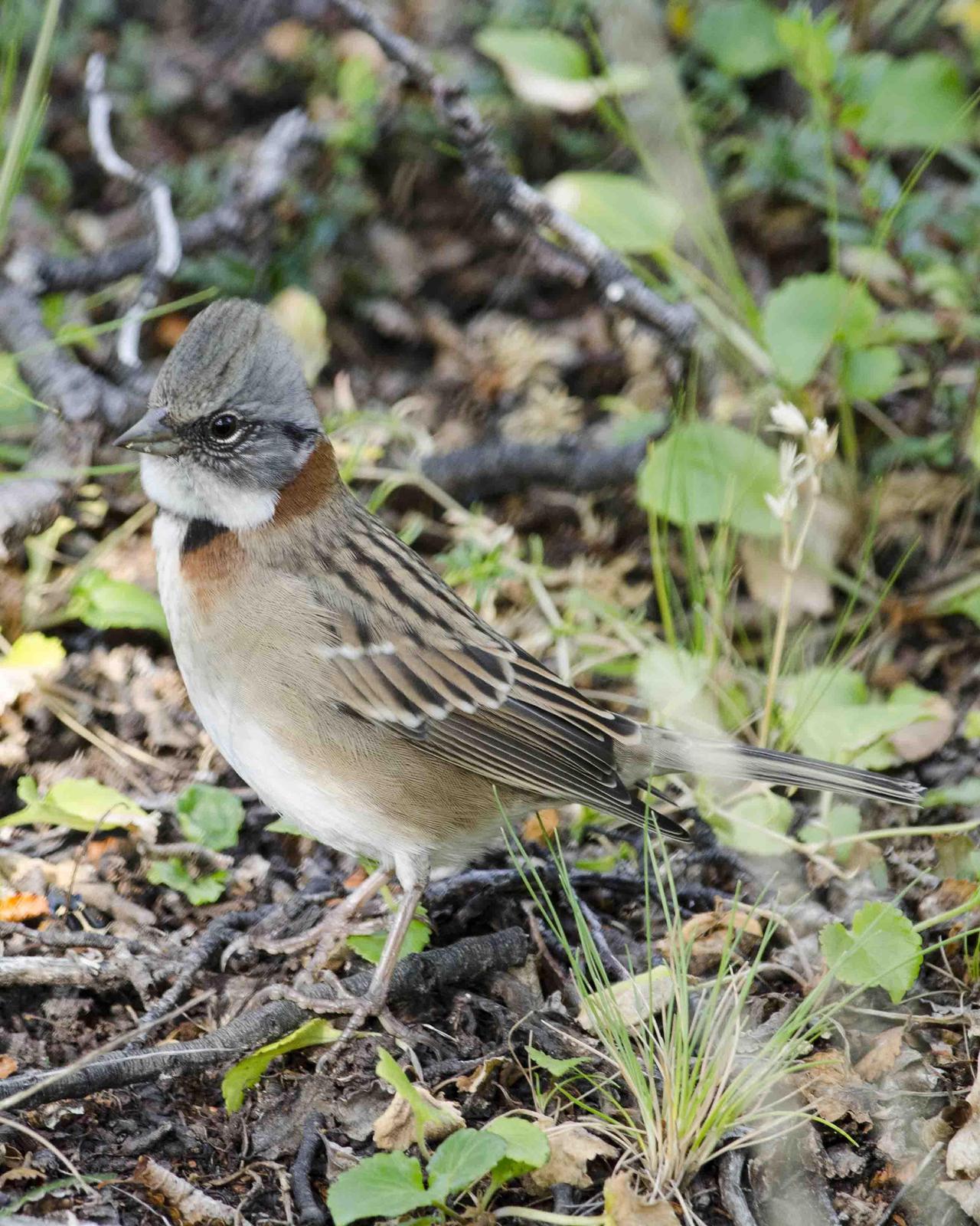 Rufous-collared Sparrow Photo by Bob Hasenick