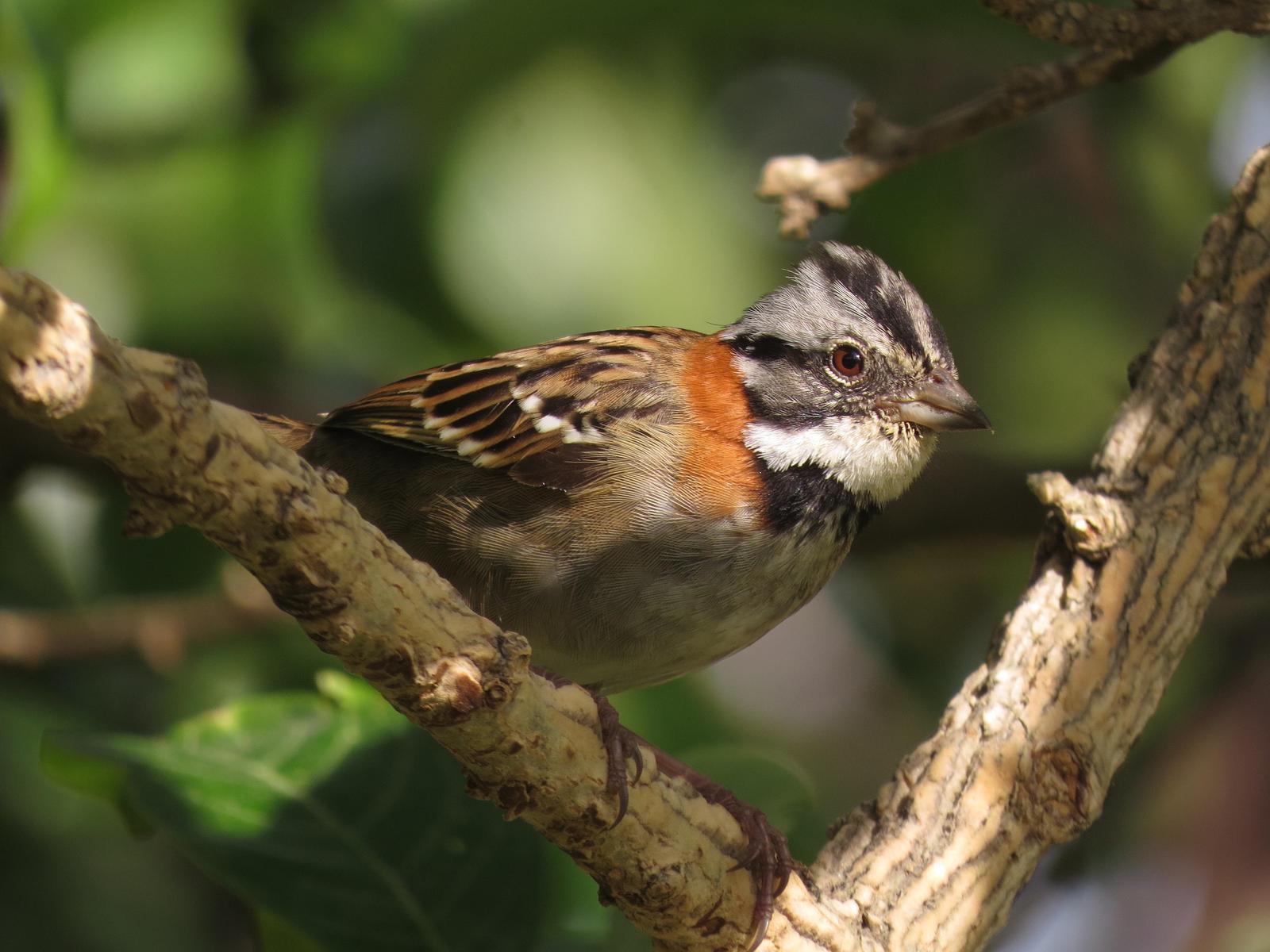 Rufous-collared Sparrow Photo by John van Dort