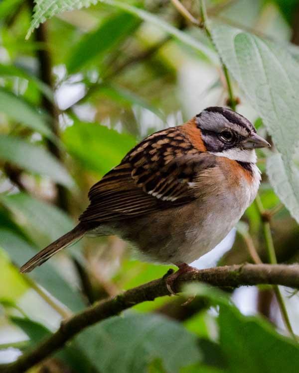 Rufous-collared Sparrow Photo by Bob Hasenick
