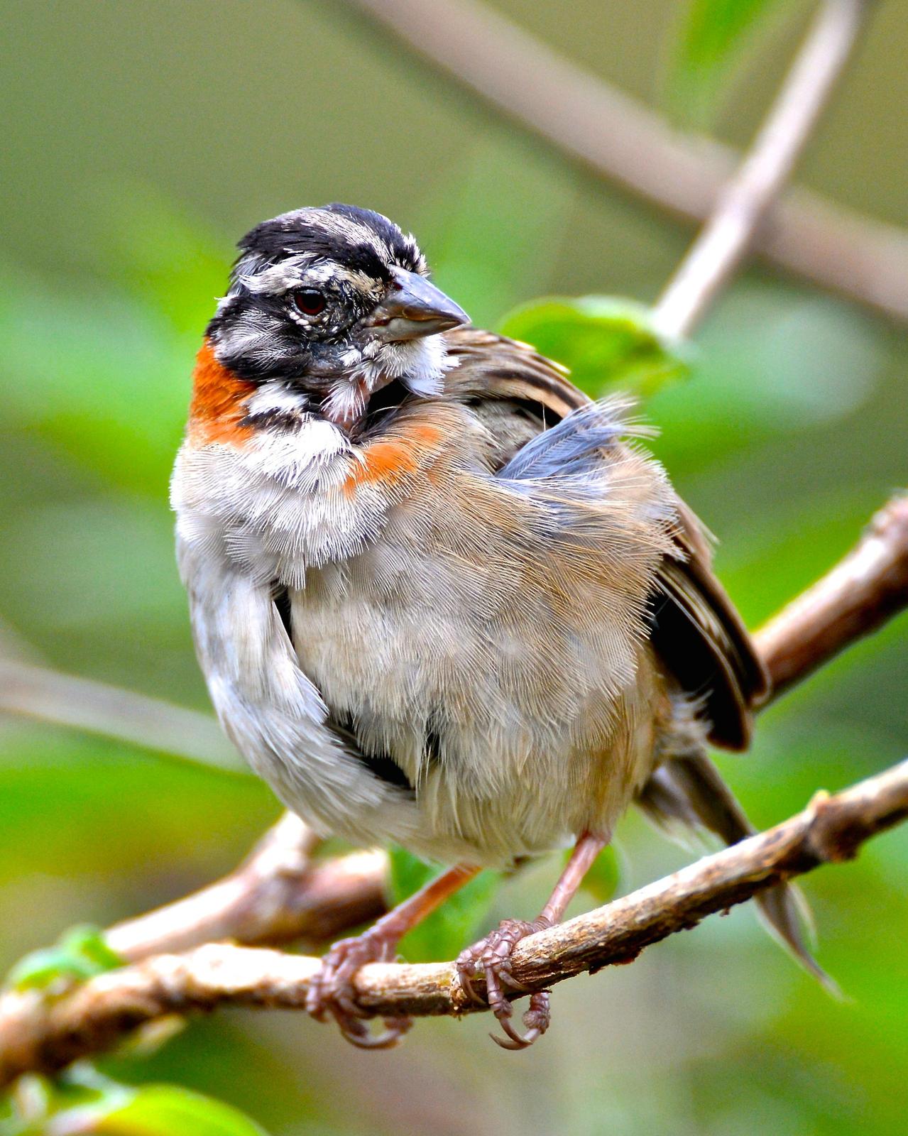 Rufous-collared Sparrow Photo by Gerald Friesen