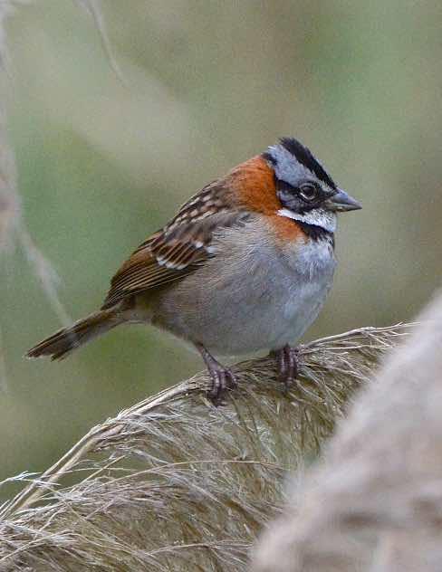 Rufous-collared Sparrow Photo by Andrew Pittman