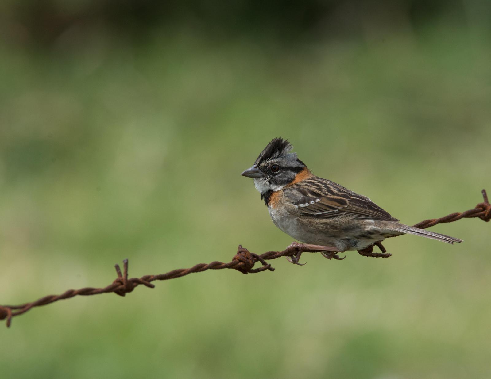 Rufous-collared Sparrow Photo by Jacob Zadik