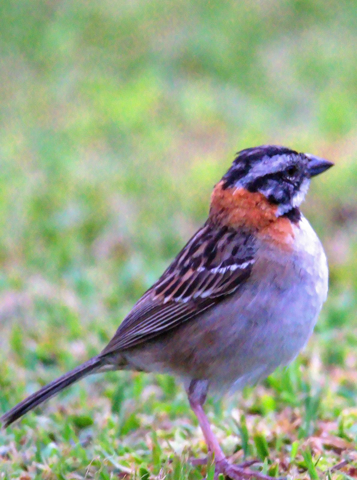Rufous-collared Sparrow Photo by Dan Tallman