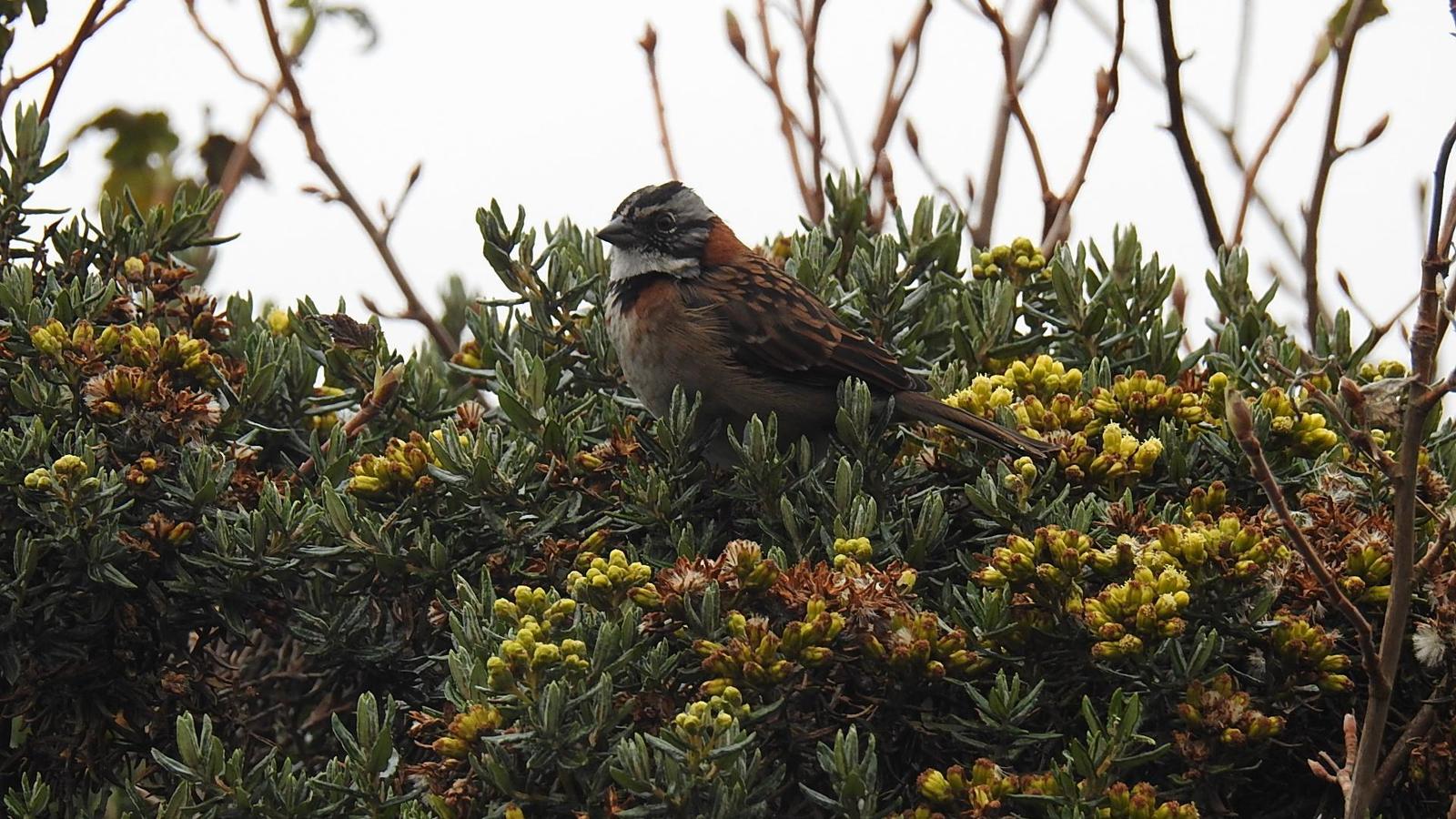 Rufous-collared Sparrow Photo by Julio Delgado