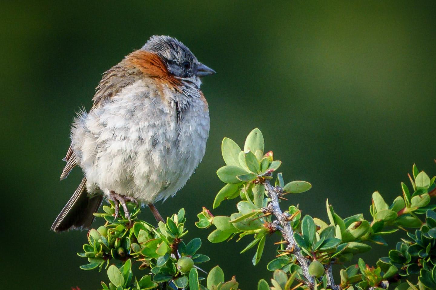 Rufous-collared Sparrow Photo by Alan Fieldus