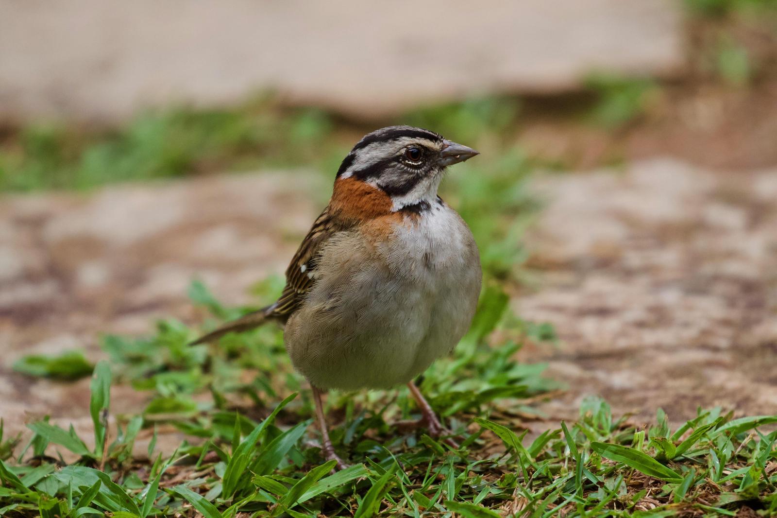 Rufous-collared Sparrow Photo by  