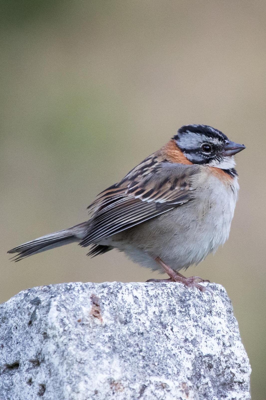 Rufous-collared Sparrow Photo by Ashley Bradford